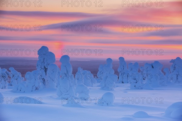 Riisitunturi National Park, Winter sunset in the taiga, spruce trees covered in heavy frost and