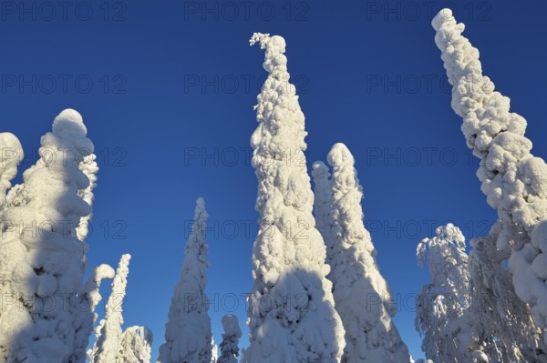 Riisitunturi National Park, winter taiga spruce trees covered in heavy frost and snow call Tykky,