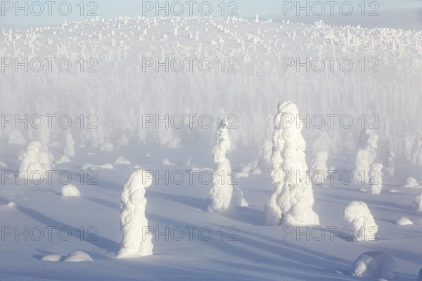 Riisitunturi National Park, winter taiga spruce trees covered in heavy frost and snow call Tykky,