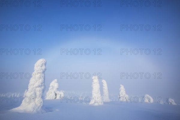 Riisitunturi National Park, winter taiga spruce trees covered in heavy frost and snow call Tykky,