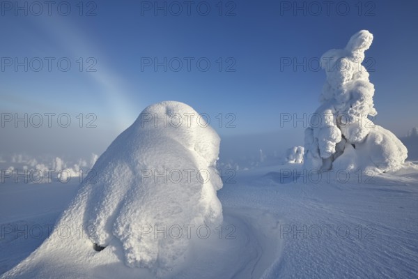 Riisitunturi National Park, winter fog bow and taiga spruce trees covered in heavy frost and snow