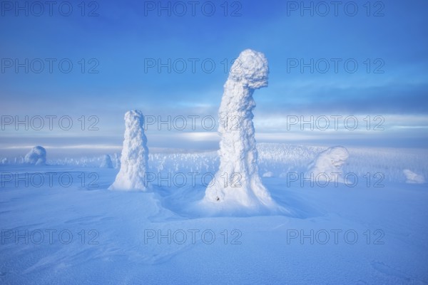 Riisitunturi National Park, winter taiga spruce trees covered in heavy frost and snow call Tykky,