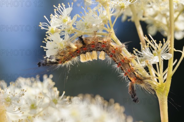 Blackthorn brush moth (Orgyia antiqua), caterpillar on meadowsweet (Filipendula ulmaria), Upper
