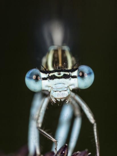 Face of a feather dragonfly (Platycnemis pennipes), male, frontal, portrait, close-up, Upper