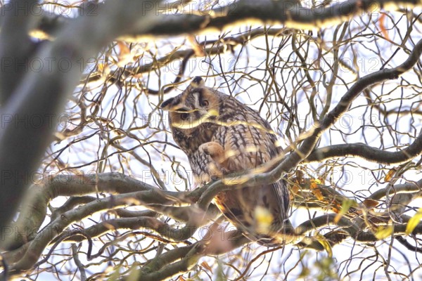 Long-eared owl in a tree, winter, Germany