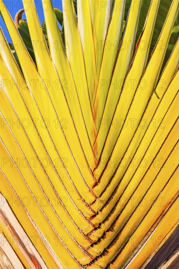 The Grand Royal Palace, Wat Phra Kaeo Buddhist Temple, woven banana tree, Phra Nakhon, Bangkok,