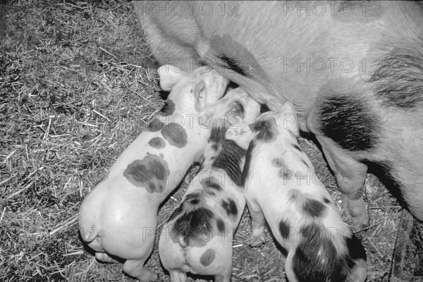 Piglets of the Pietrain breed (Sus scrofa domesticus) suckling with the mother sow, black and