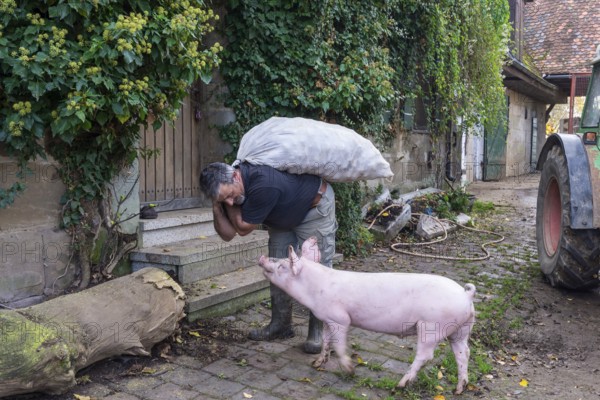 Farmer carrying a sack of potatoes into the house with a domestic pig (Sus scrofa domesticus),