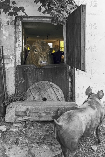 Young bull looking out of a stable door, a mother pig in front, on an old farm, black and white,