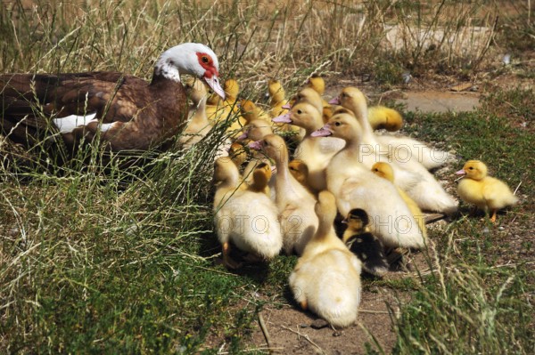 Muscovy duck (Cairina moschata) with its young in the grass on a farm, Eckental, Middle Franconia,