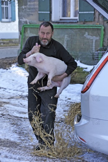 Farmer holding a piglet (Sus scrofa domesticus) in his arms, Tauchersreuth, Middle Franconia,