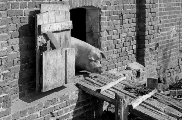 Mother sow (Sus scrofa domesticus) looking out of the barn, black and white, Othenstorf,