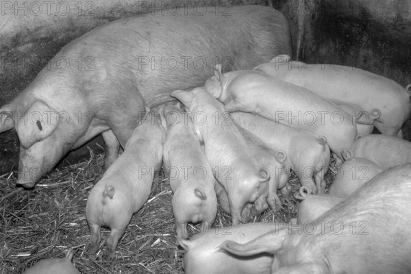 Piglets (Sus scrofa domesticus) suckling with the mother sow, black and white, Franconia, Bavaria,
