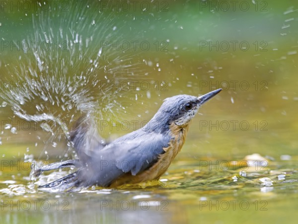 Nuthatch (Sitta europaea) bathing in the river and creating splashing water, vivid scene in natural