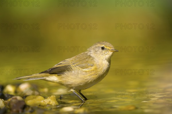 Chiffchaff (Phylloscopus collybita) standing in water in a natural environment with pebbles, Solms,