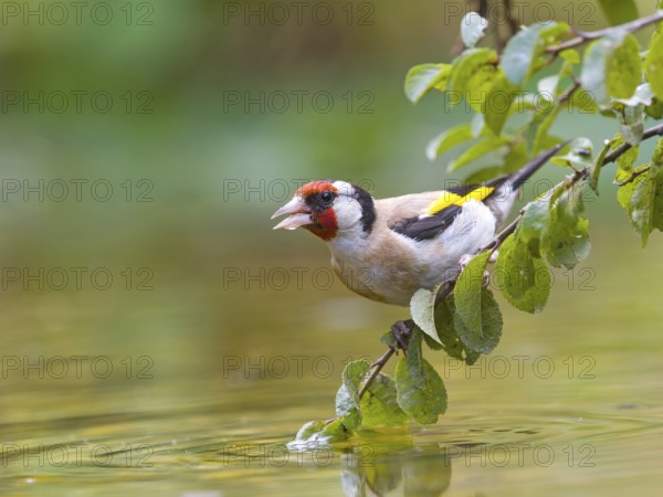 A goldfinch (Carduelis carduelis) sitting on a branch above the water, colourful feathers
