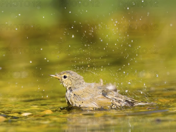 Young chiffchaff (Phylloscopus collybita) bathing and splashing water, golden light reflections