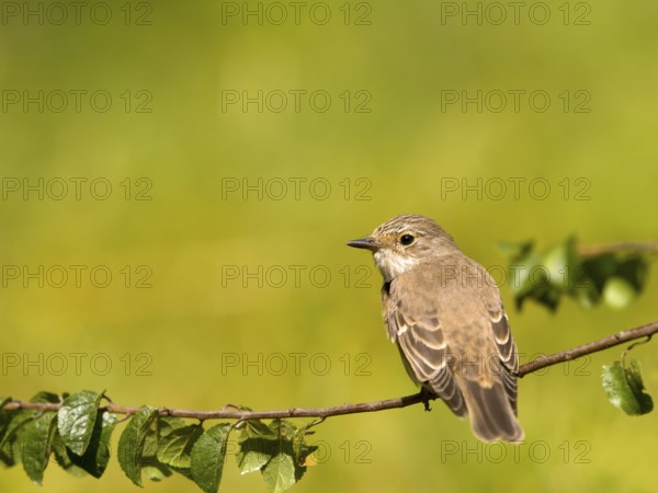 Grey flycatcher (Muscicapa striata) sitting on a branch, green background scenery, Solms, Hesse,