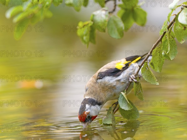 Goldfinch (Carduelis carduelis) bends down to drink water from a pond, framed by green leaves,