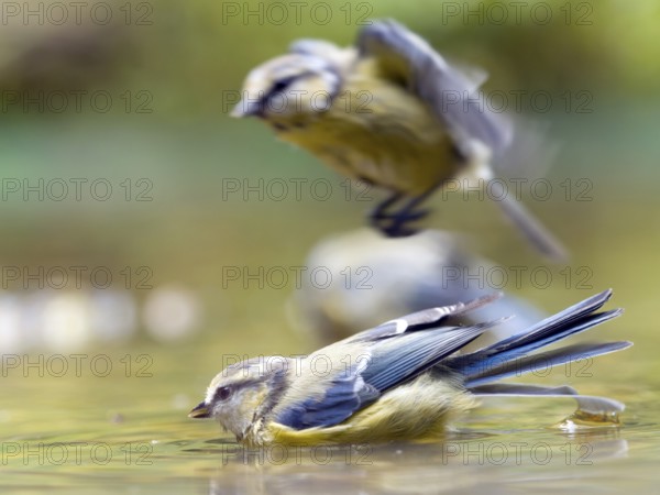 Two blue tits (Cyanistes caeruleus), bathing in the water, one of them takes off. The atmosphere is