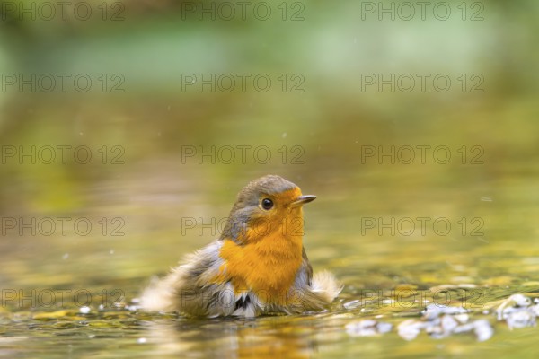 A robin (Erithacus rubecula) flaps its wings in water in a natural environment, Solms, Hesse,