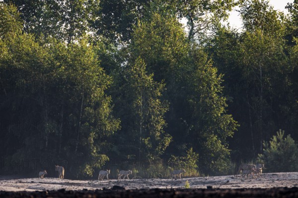 A pack of wolves (Canis lupus), consisting of three adults with seven pups, on the way to the