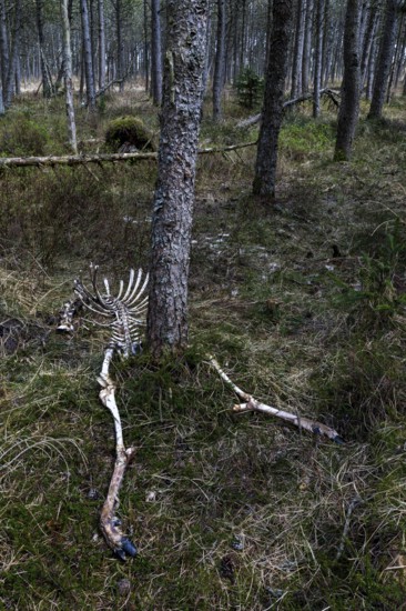 The remains of red deer (Cervus elaphus) taken by wolves (Canis lupus), prey, hunting success,