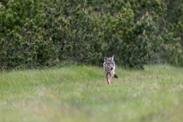 When this female wolf (Canis lupus) comes straight towards me, the joy is indescribable, because I