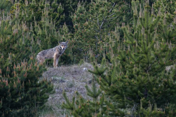 Still agitated, I take a close look at the surroundings to set up a hide, discovering a hill on