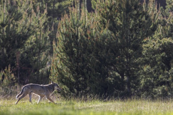 When I see the male wolf (Canis lupus) for the first time, he is only 20 metres away from 2 fallow