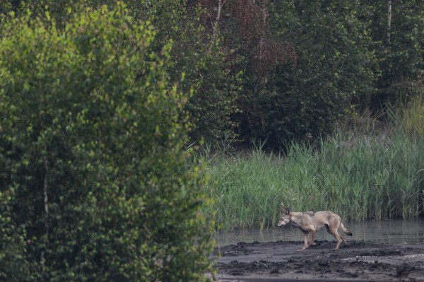 Unfortunately, the wolf (Canis lupus) does not approach, but keeps its distance to run past me in