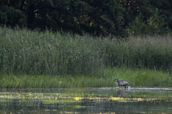 While a yearling wolf carries the remains of the red deer calf (Cervus elaphus) to the pups, an