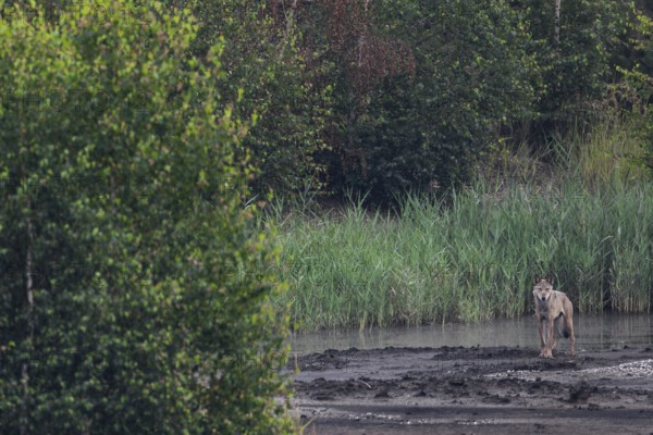Suddenly a very large, long-legged male wolf (Canis lupus) appears in front of me, brown coal,