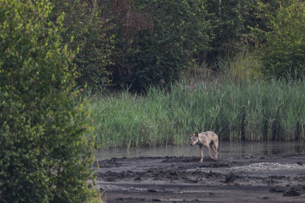 After the second male wolf (Canis lupus) and two of this year's pups have almost caught up, he
