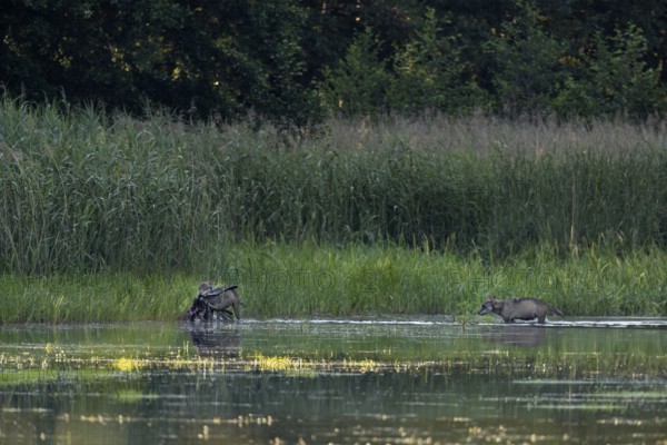 Two wolves (Canis lupus) have successfully hunted and captured a red deer calf (Cervus elaphus), a