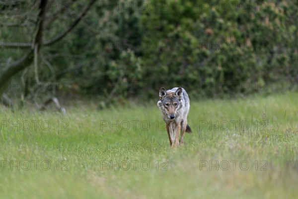 The wolves (Canis lupus) I observed almost always made a very attentive impression, I have rarely