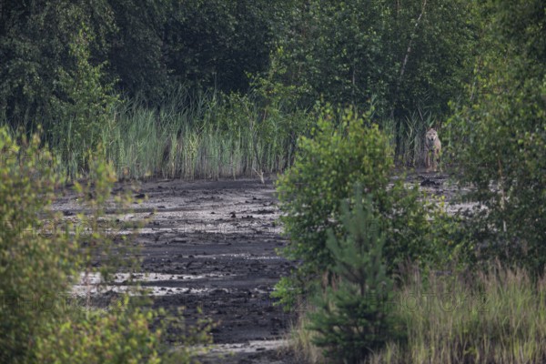 Almost unnoticed, the male wolf (Canis lupus) has stopped and is watching me again from good cover,