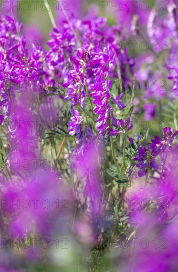 Alpine sweet clover (Hedysarum alpinum) also known as Eskima potato or bear's root, purple flowers,