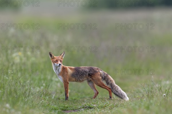Red fox pheasant (Vulpes vulpes) in the High Tatras hunting for mice, rearing young, early summer,