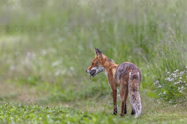 Red fox pheasant (Vulpes vulpes) with captured mouse for the pups, probably will try to capture