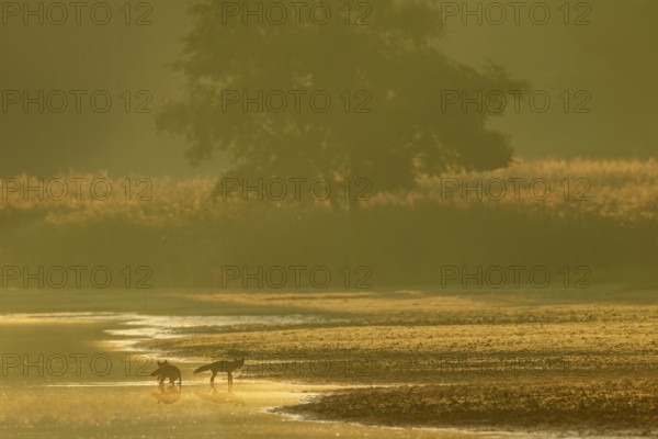 Red fox pheasant (Vulpes vulpes) with her almost adult pups in the most beautiful morning light on