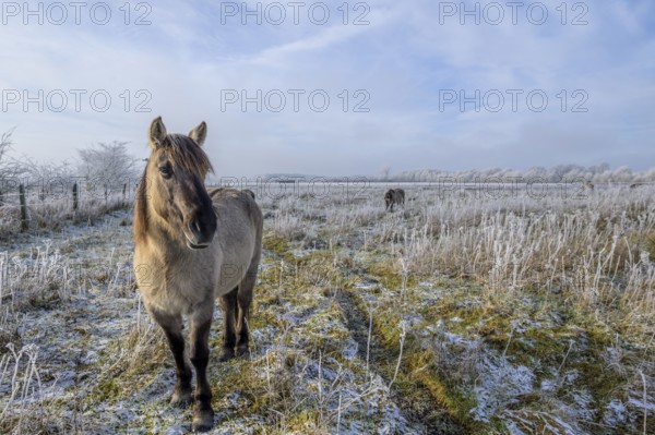 Horse in the foreground on a frosty pasture in diffuse light, Konik, Konik horse, Konik pony (Equus