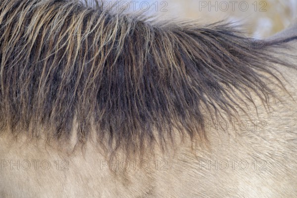 Close-up of a horse's mane in the winter light, Konik, Konik horse, Konik pony (Equus caballus