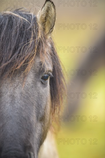 Close-up of a horse's head focussing on the eye and mane, Konik, Konik horse, Konik pony (Equus