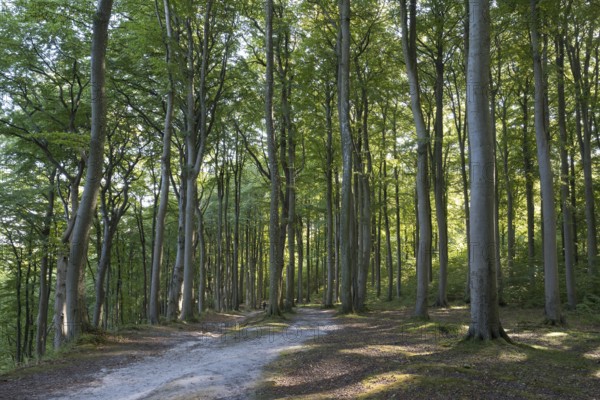 Trail through beech forest, Granitz Nature Reserve, Southeast Rügen Biosphere Reserve, Rügen
