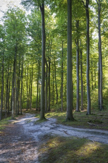 Trail through beech forest, Granitz Nature Reserve, Southeast Rügen Biosphere Reserve, Rügen
