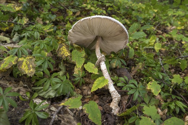 Common giant umbrella on forest floor, bottom, slats, parasol mushroom, Granitz nature reserve,