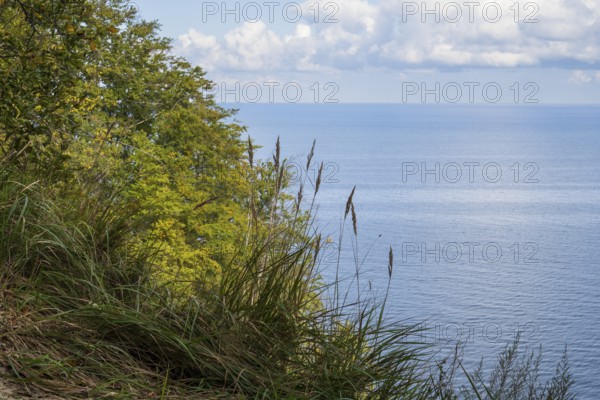 View of the Baltic Sea from steep bank, reed grass and deciduous trees, Granitz Nature Reserve,