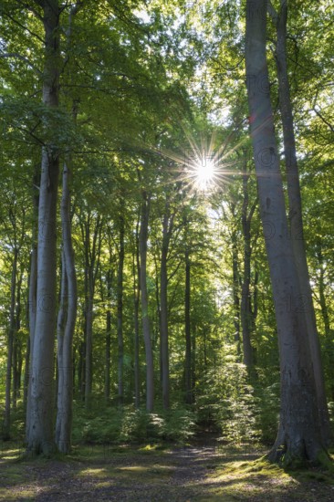 Trail through beech forest, backlight with sun star, Granitz Nature Reserve, Southeast Rügen