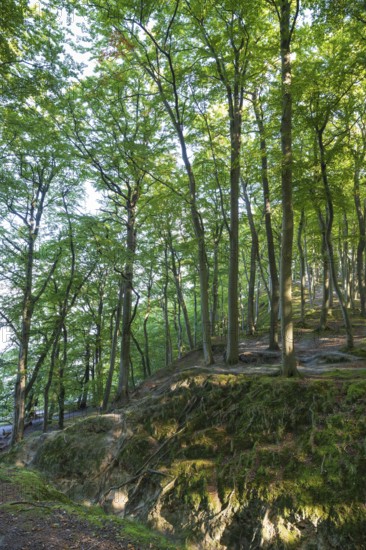 Beech Forest, Granitz Nature Reserve, Southeast Rügen Biosphere Reserve, Rügen Island,